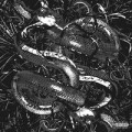 BACKWOOD BOY, Black Prime - Slimey